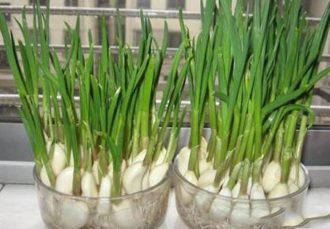 農業科普:你所不知道的大蒜的秘密,帶你走進大蒜的世界