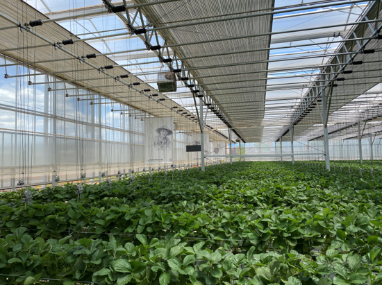 誰種出的草莓更好,人工智能VS頂尖農(nóng)人?