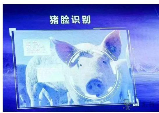 豬臉識別？——阿里巴巴新研發智能農業平臺
