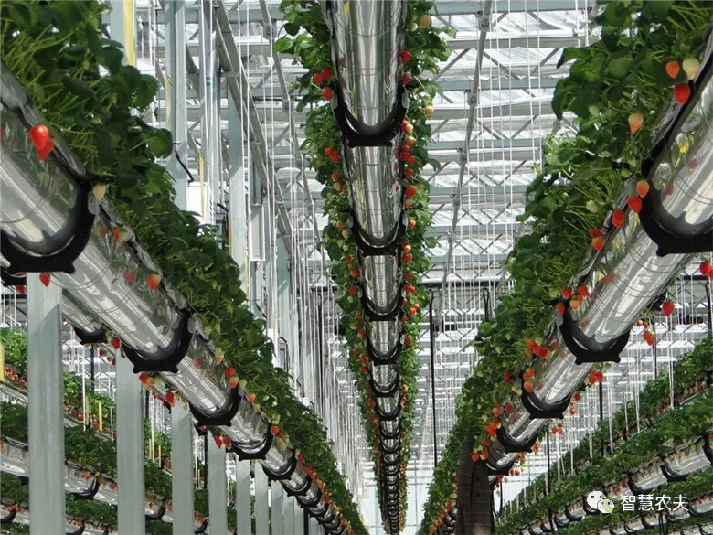 半年銷售額2億元!遼寧丹東“空中草莓”火了!