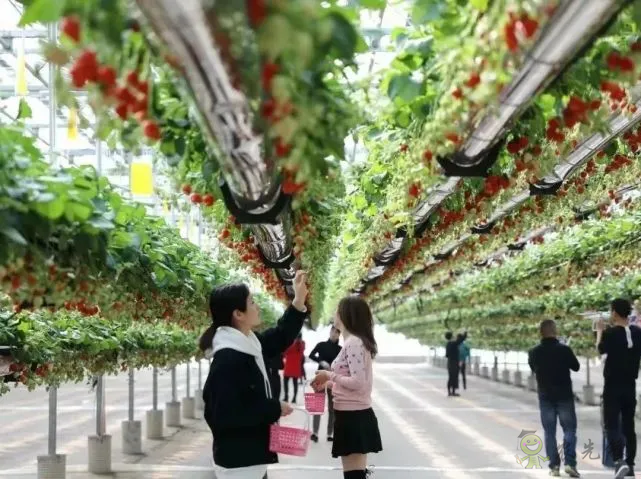 半年銷售額2億元!遼寧丹東“空中草莓”火了!