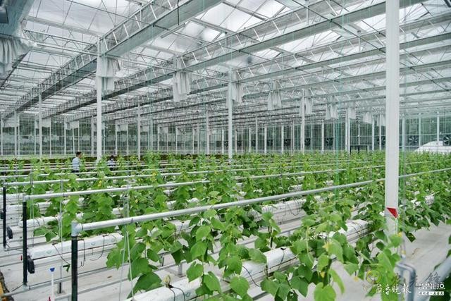 工業思維全力打造鄉村振興齊魯樣板:黃淮海花果蔬小鎮