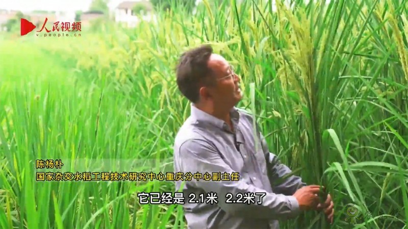 袁隆平的禾下乘涼夢,是這樣一個夢