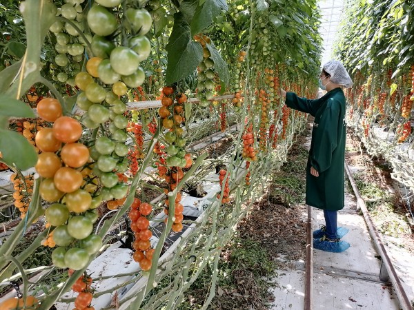 塑料大棚“智能化”，北京開展高效設施農業用地試點