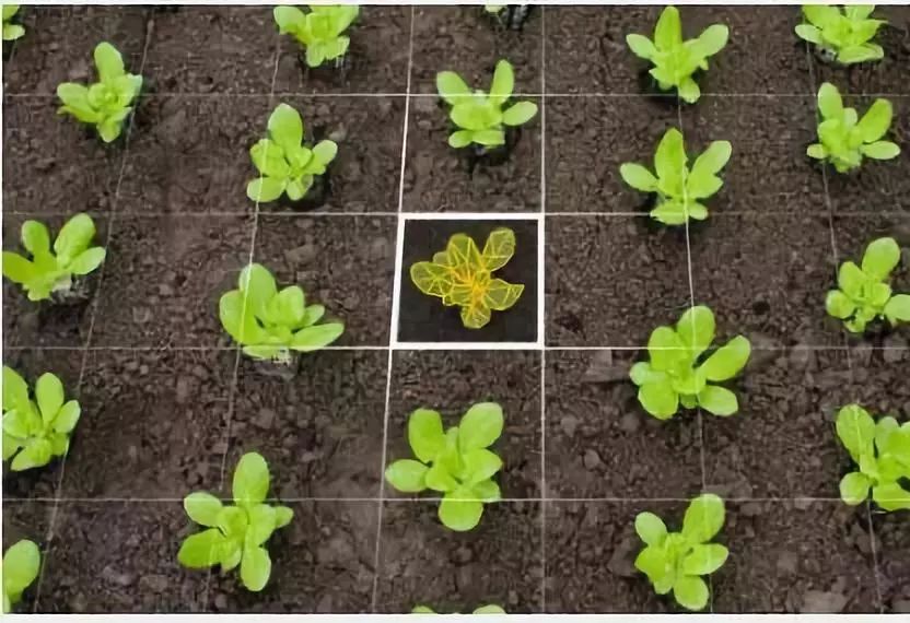 智能植物識(shí)別軟件