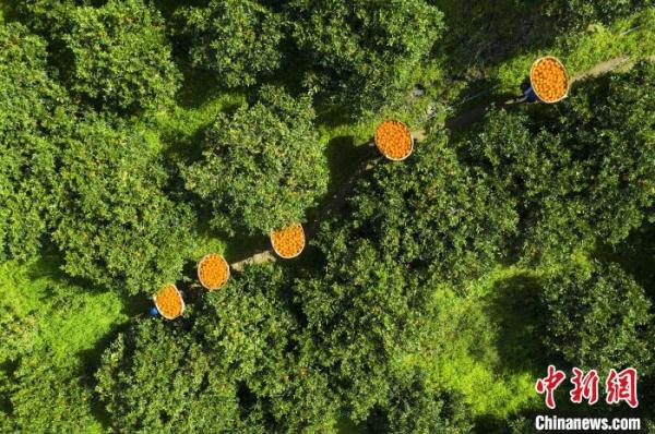 三峽庫區湖北秭歸:智慧農業釋放“紅利”