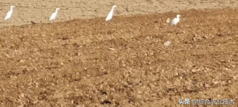 玉米地病蟲害越來越重，冬季閑了有辦法預(yù)防病蟲害嗎？