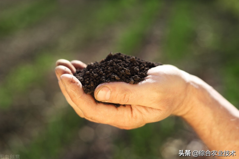 玉米地病蟲害越來越重，冬季閑了有辦法預(yù)防病蟲害嗎？