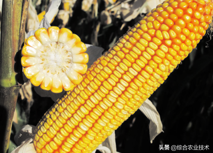 紅軸品種高產呢還是白品種高產？