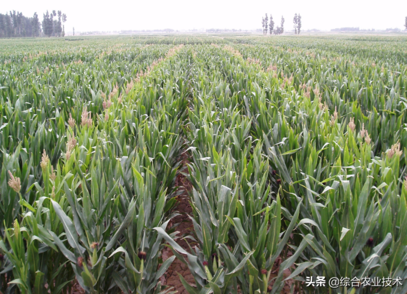 紅軸品種高產呢還是白品種高產？