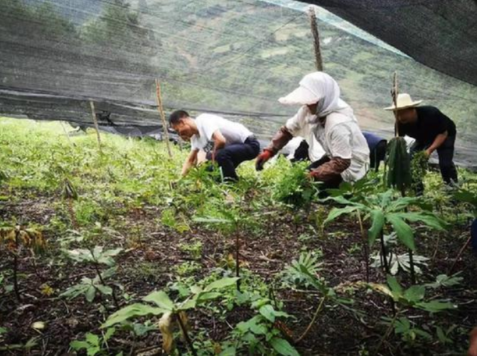 甘肅移動：“5G技術”進藥田，智慧農業“顯身手”