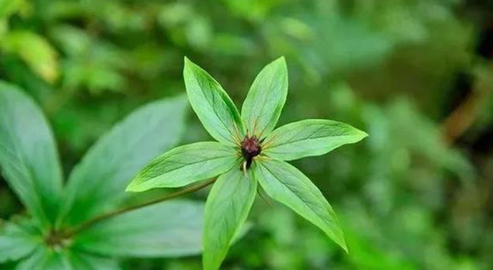 甘肅移動：“5G技術”進藥田，智慧農業“顯身手”