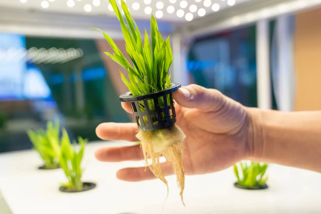 張合成:建立農業科技優先發展的政策體系