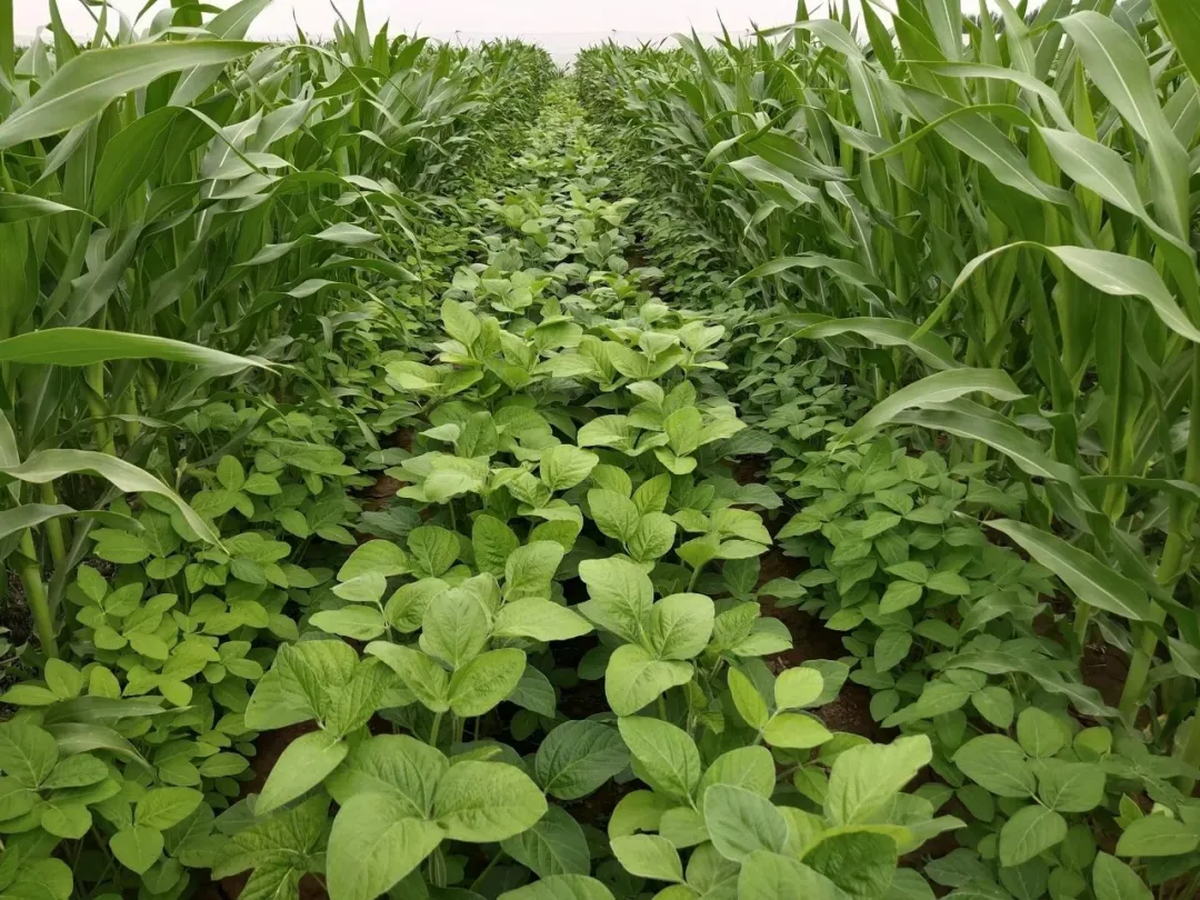 唐仁健部長多次提到的“玉米大豆帶狀復合種植技術”是什么？