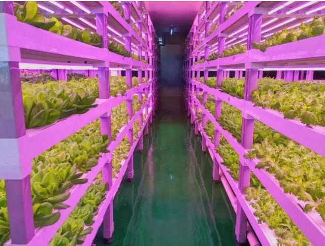 透視中日荷三國(guó)“植物工廠(chǎng)”案例,植物工廠(chǎng)的下一站又是什么