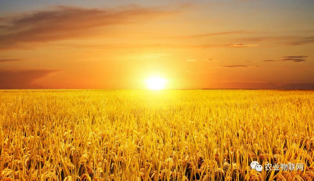 未來種業(yè)的競爭，是種子、農(nóng)藥和數(shù)字農(nóng)業(yè)的綜合競爭