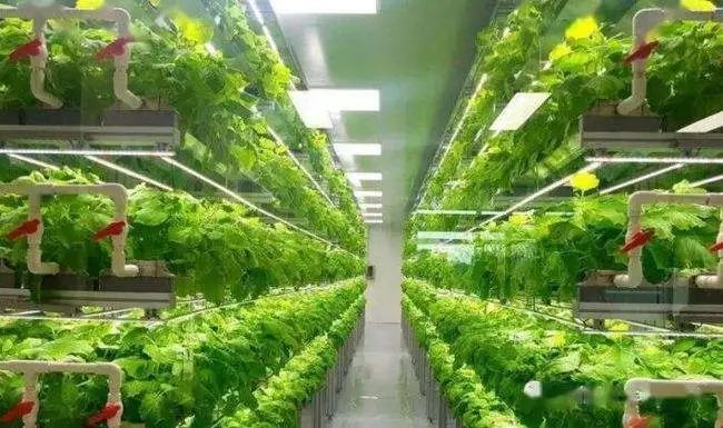 【高科技農業】這一新型產業將提升農業產能接近400倍！