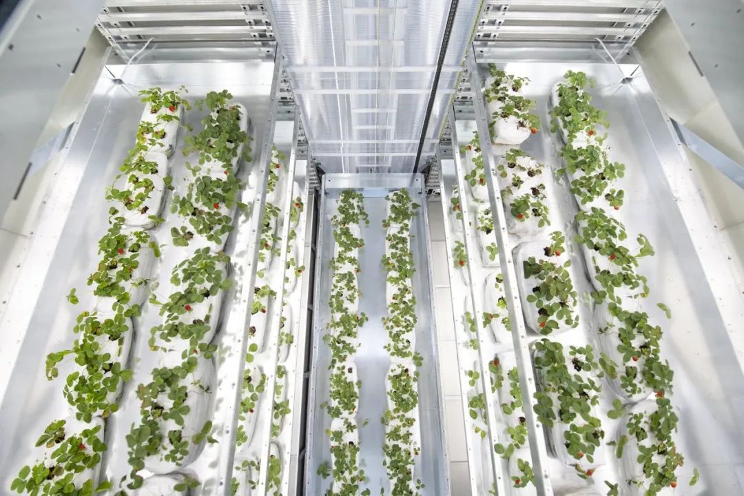 EIMA 2022技術(shù)創(chuàng)新獎(jiǎng)釋出，自主性和環(huán)境友好產(chǎn)品受青睞