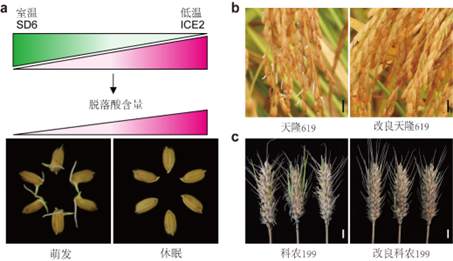 我國科學(xué)家找到調(diào)控水稻小麥穗發(fā)芽的“開關(guān)”