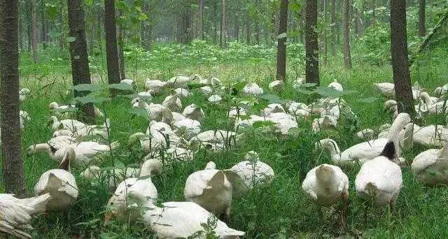 “林草禽”模式緣何在京郊悄然興起 “林草禽”模式緣何在京郊悄然興起