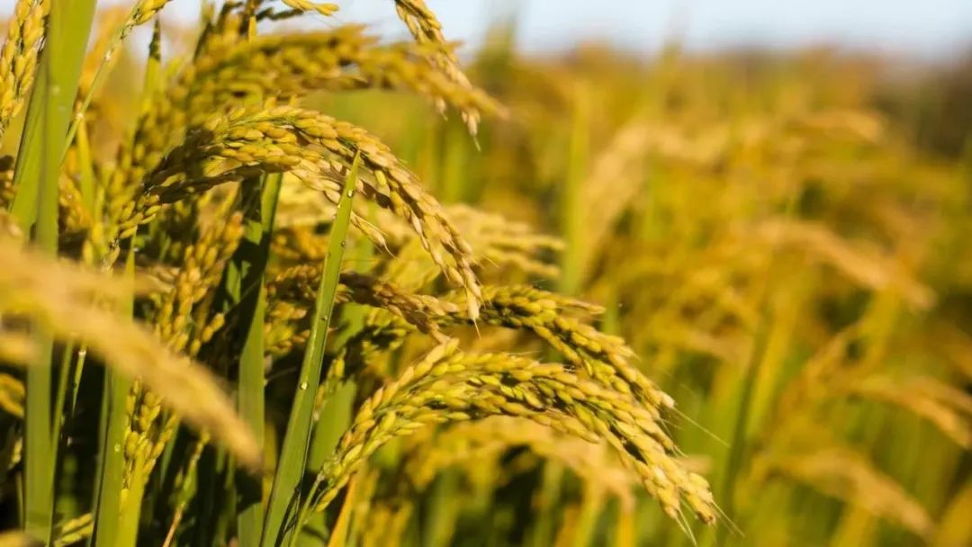 《國家農作物優(yōu)良品種推廣目錄（2023年）》| 水稻品種簡介