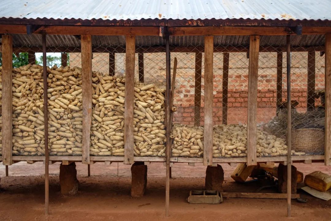 未來十年全球農業和糧食產量增長預計將放緩