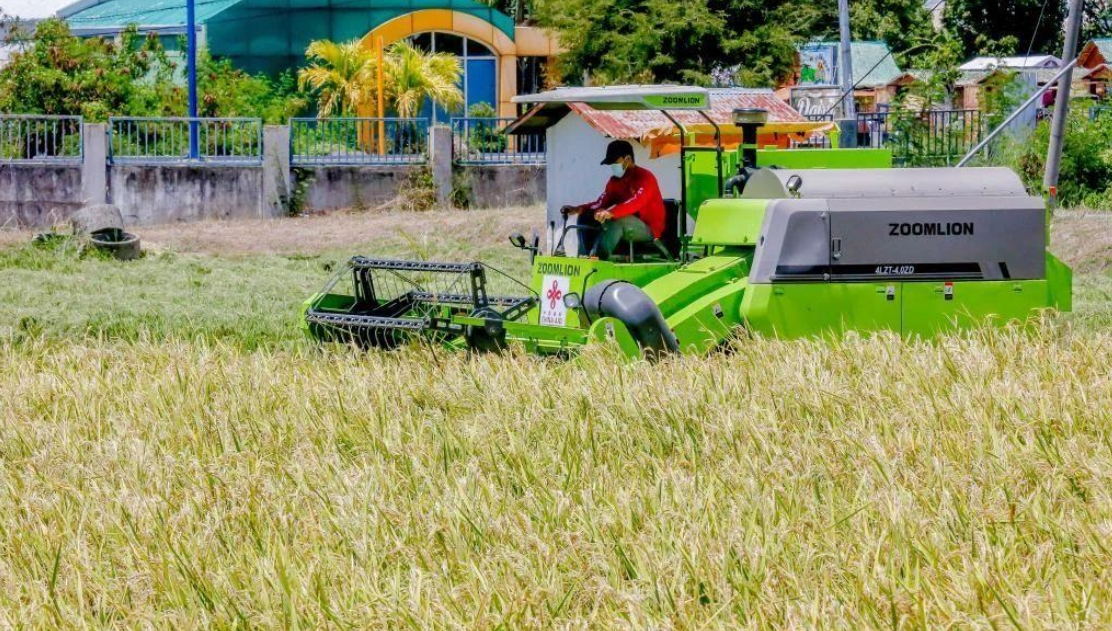 中國雜交稻在菲律賓大面積種植，圖為菲律賓農民正在收割成熟的雜交水稻