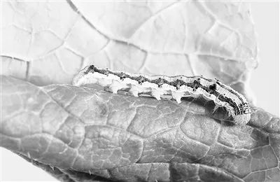 重大農業(yè)害蟲棉鈴蟲綠色防治有了新思路