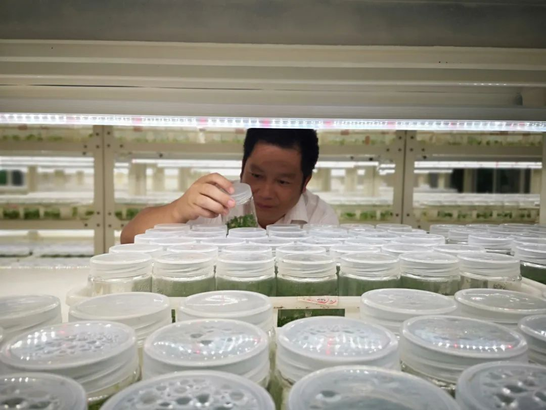 如何讓橡膠園生態種植更生“金” 如何讓橡膠園生態種植更生“金”